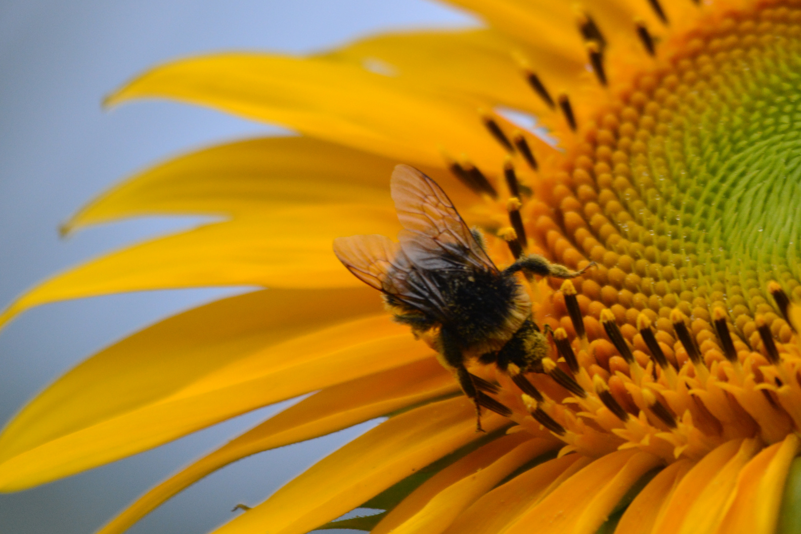 Hummel auf der Sonnenblume