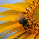 Hummel auf der Sonnenblume