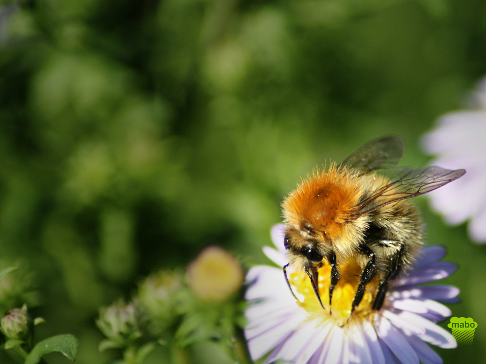 Hummel auf der Suche