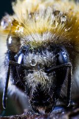 Hummel auf der Suche nach Nahrung