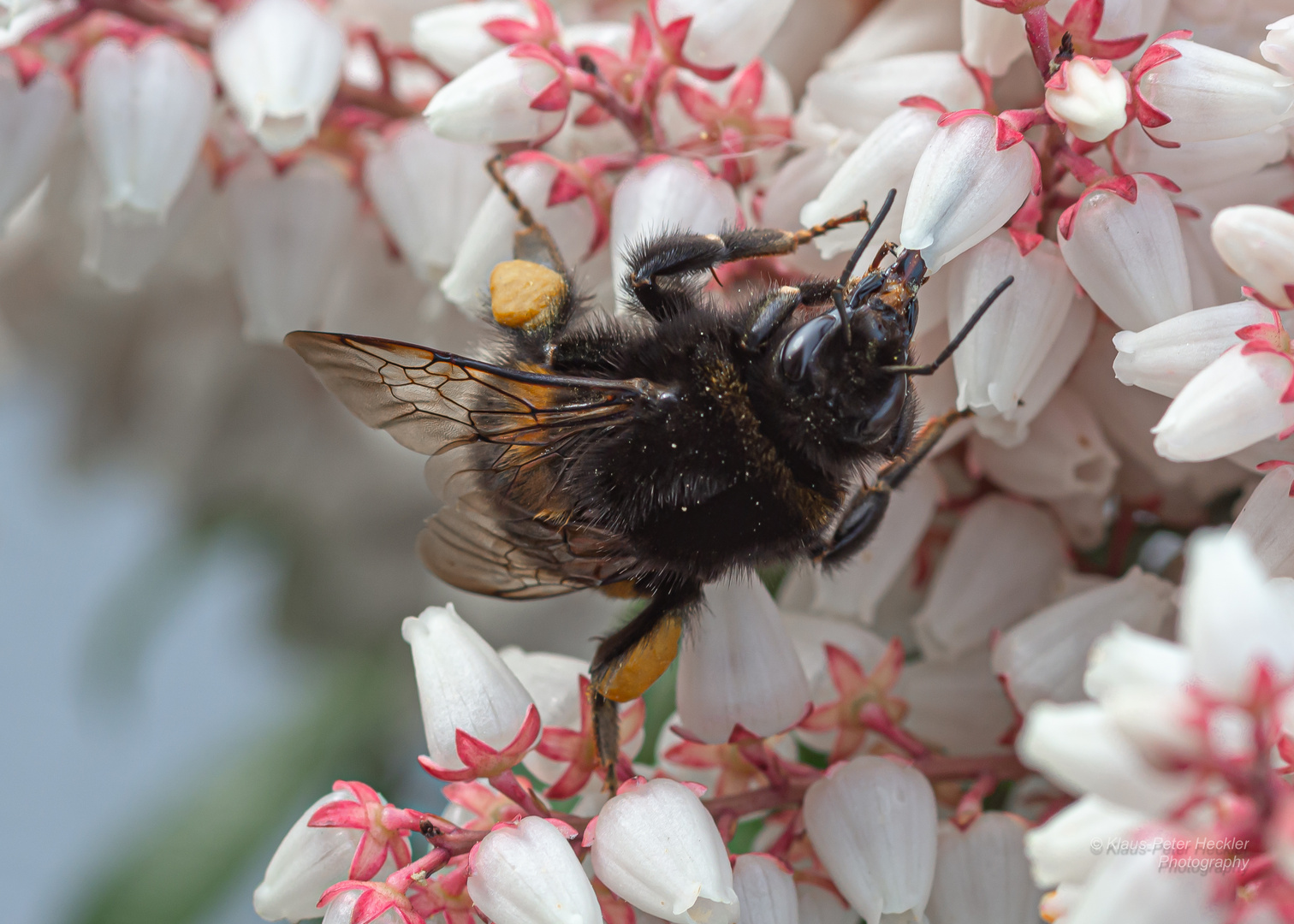 Hummel auf der Traubenmyrte 