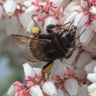 Hummel auf der Traubenmyrte 