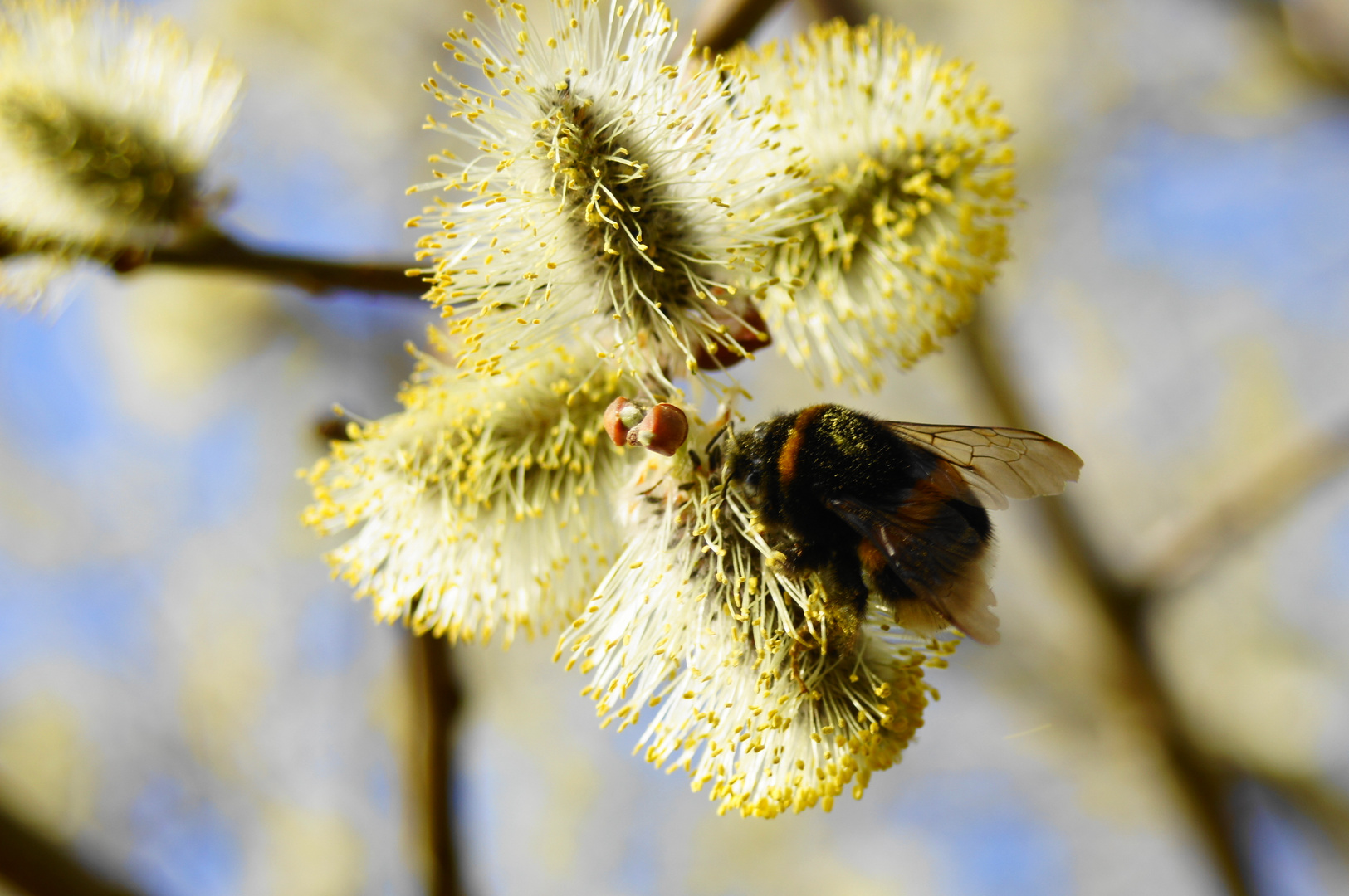 Hummel auf der Weide