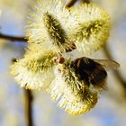 Hummel auf der Weide