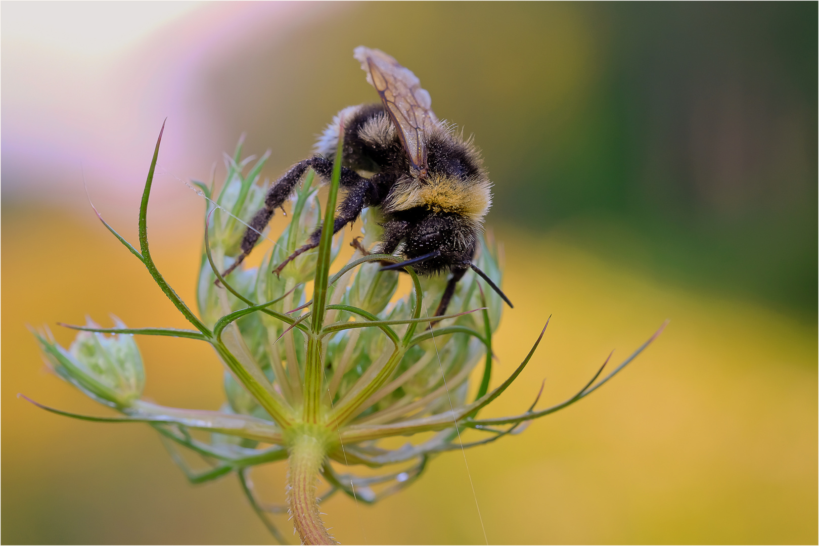 Hummel auf der wilden Möhre