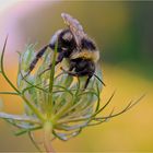 Hummel auf der wilden Möhre