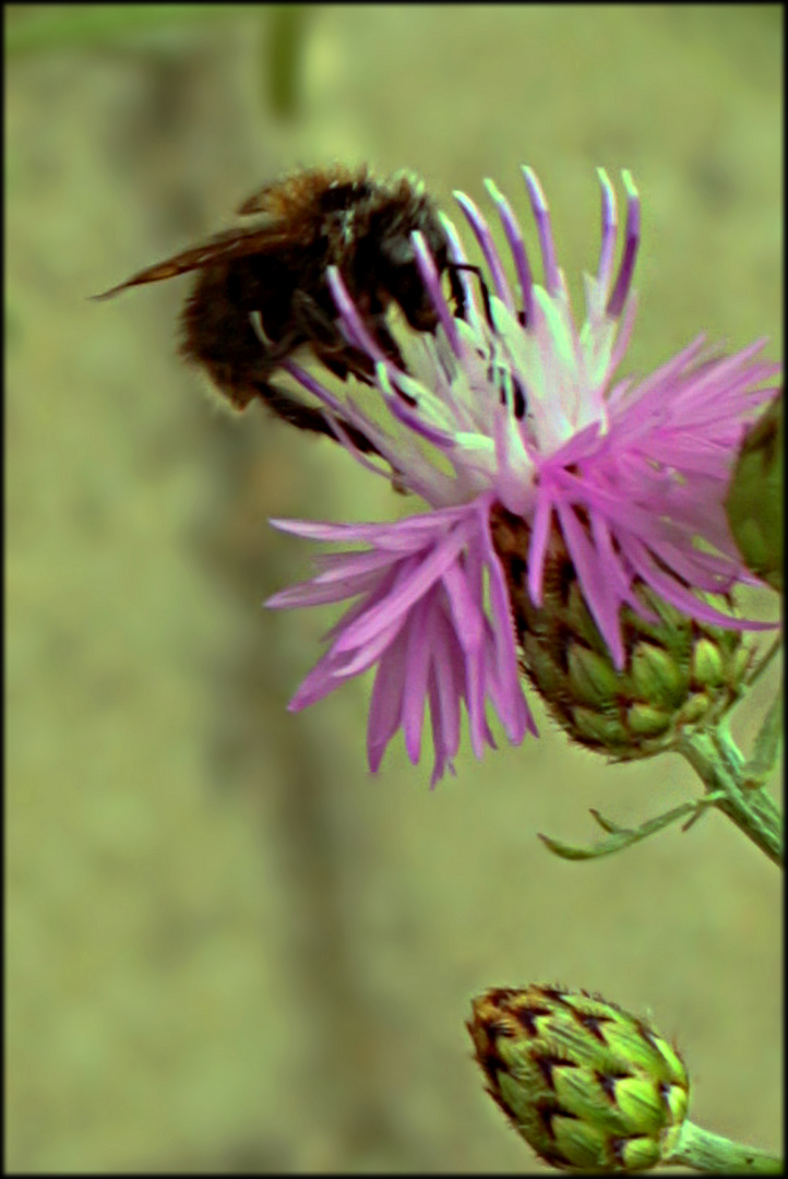 Hummel auf Diestel