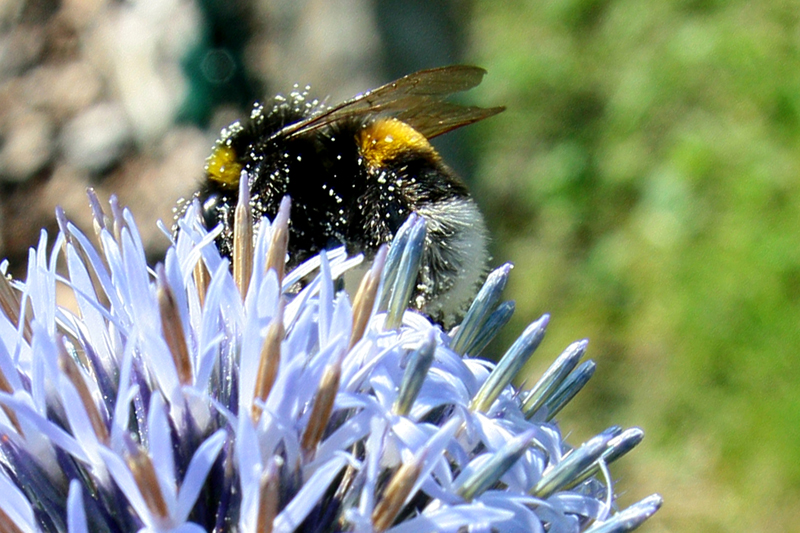 Hummel auf Diestelblüte