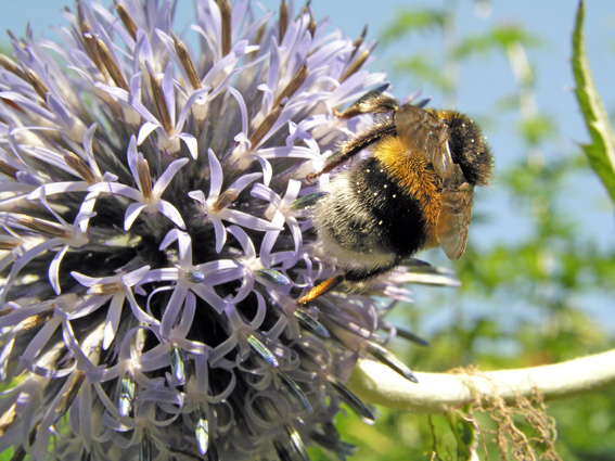 Hummel auf Diestelblüte