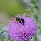 Hummel auf Distel