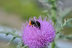 Hummel auf Distel