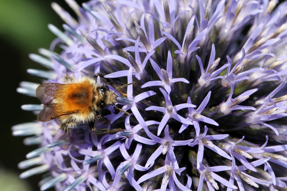 Hummel auf Distel