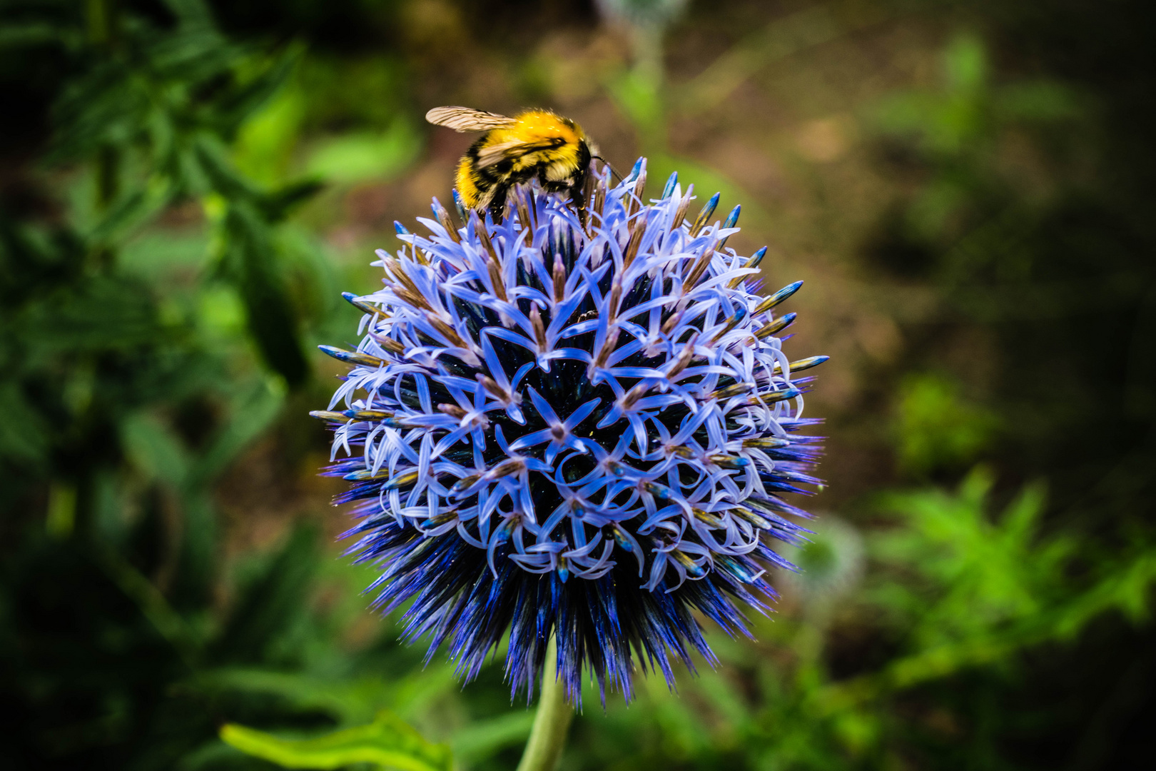 Hummel auf Distel