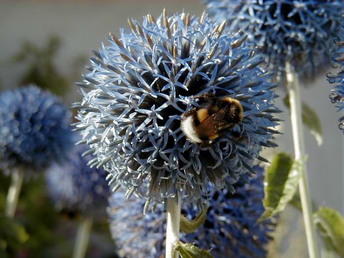 Hummel auf Distel