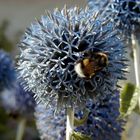 Hummel auf Distel