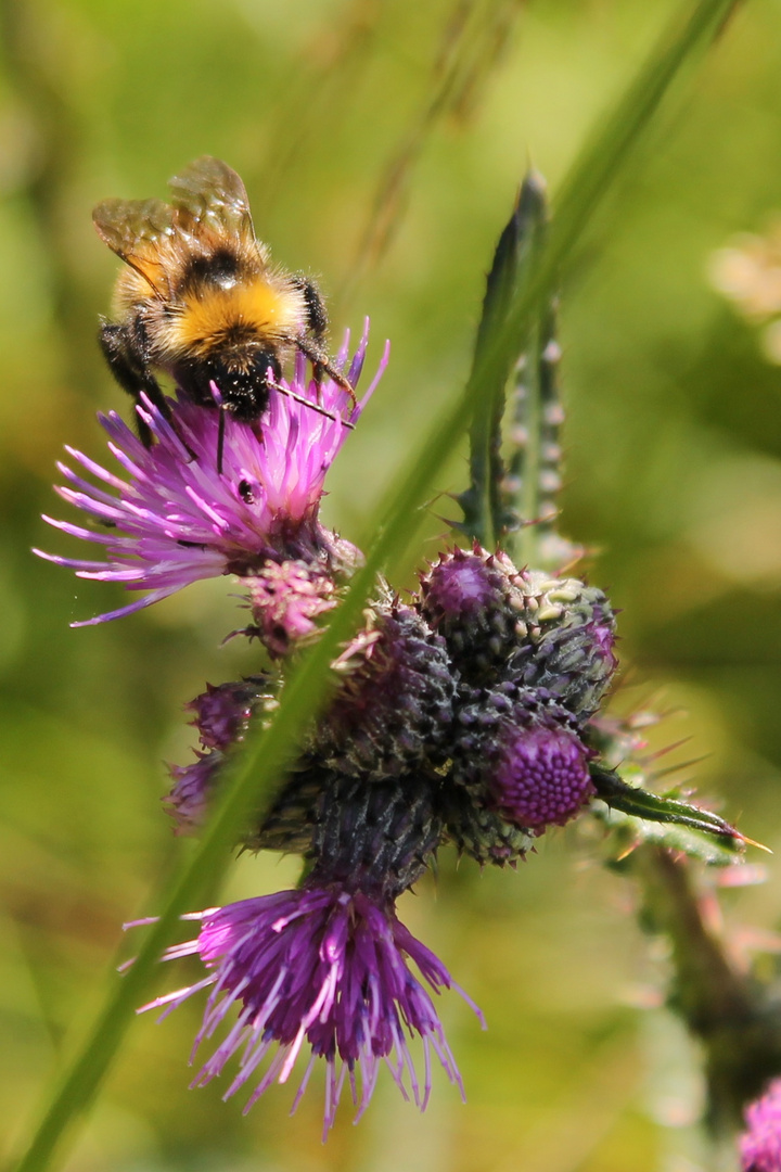 Hummel auf Distel