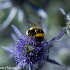 Hummel auf Distel