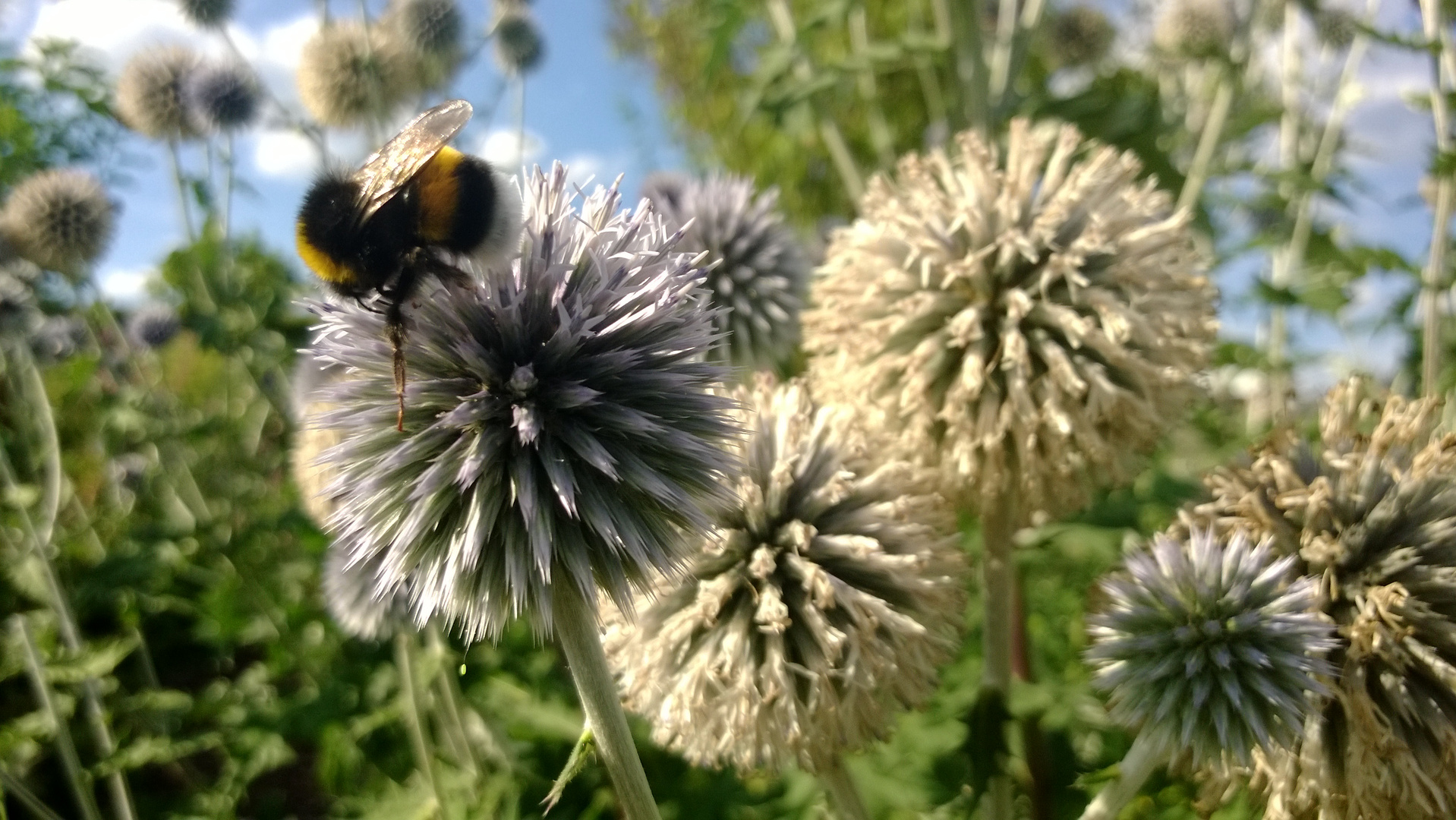 Hummel auf Distel