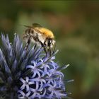 Hummel auf Distel