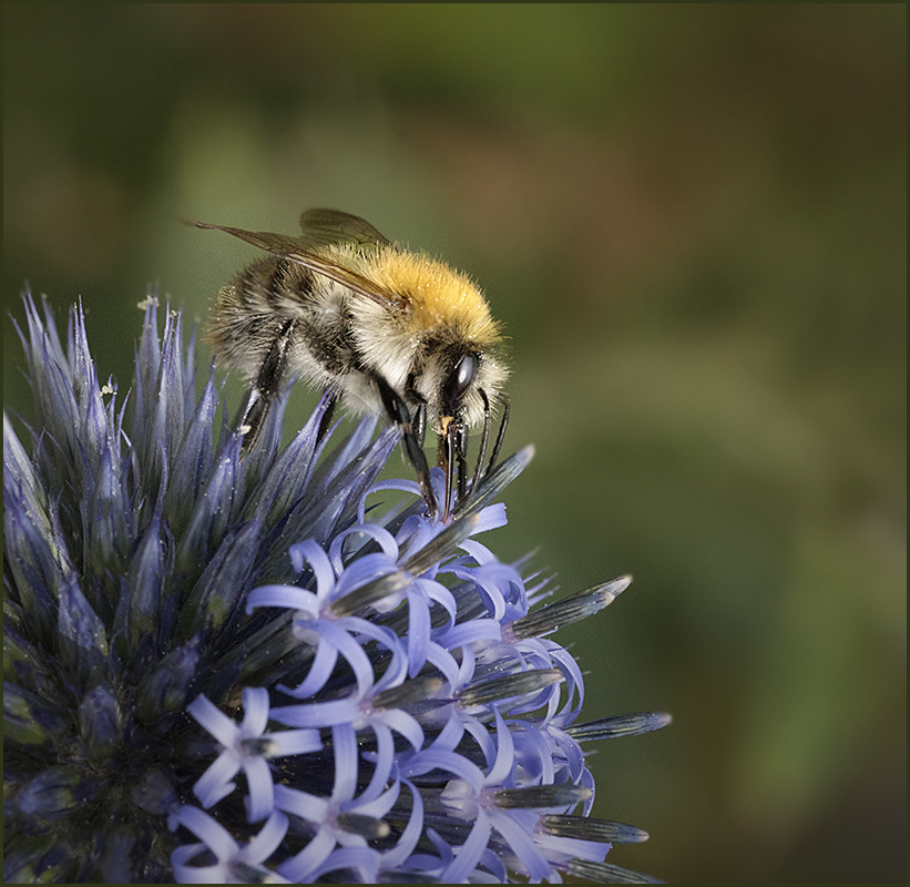 Hummel auf Distel