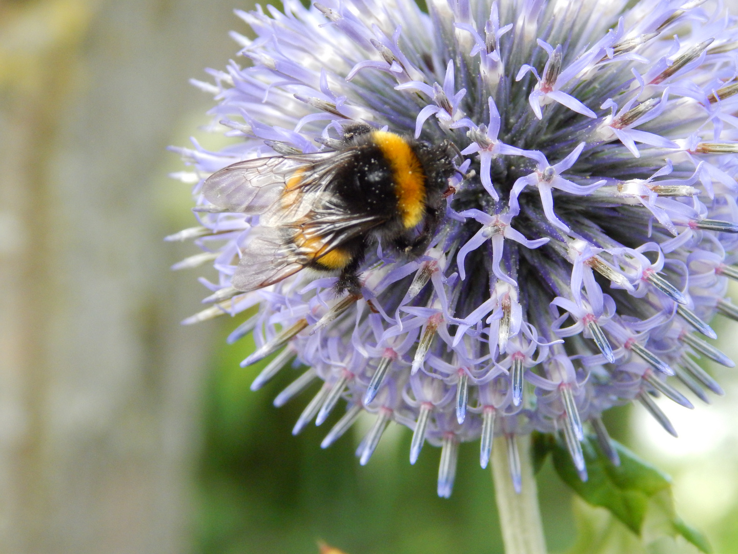 Hummel auf Distel