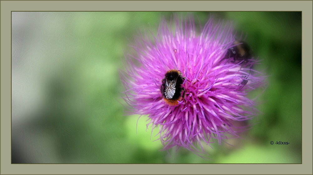 Hummel auf Distel..