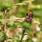 Hummel auf Distel