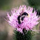 Hummel auf Distel cross