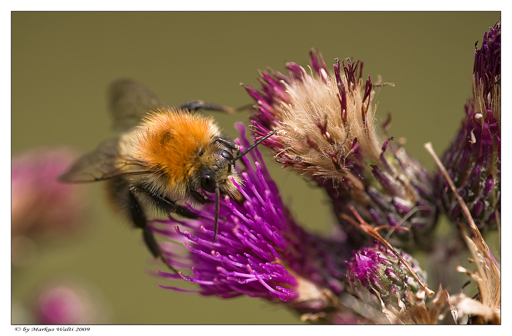 Hummel auf Distel