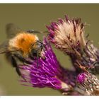 Hummel auf Distel