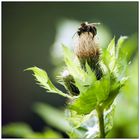 Hummel auf Distel im Gegenlicht