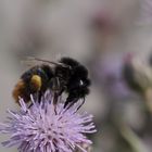 Hummel auf Distel mit Tamron 60 mm 2.0 Macro