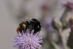 Hummel auf Distel mit Tamron 60 mm 2.0 Macro