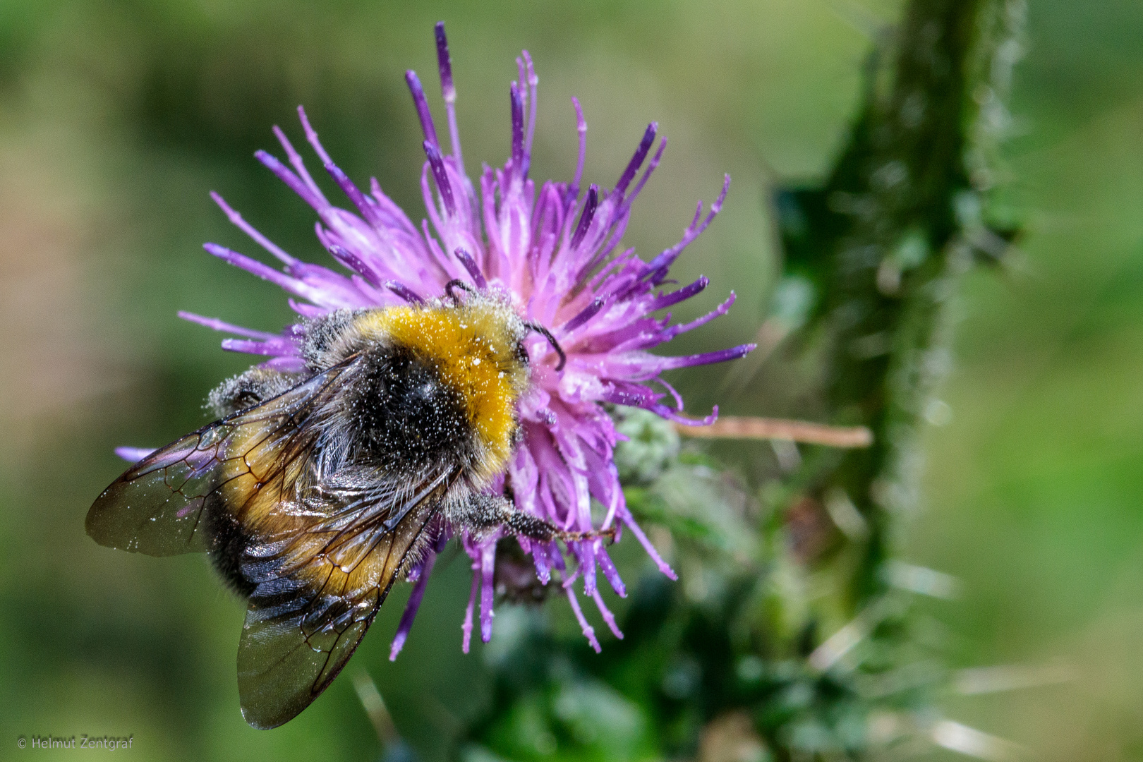 Hummel auf Distelblüte