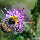 Hummel auf Distelblüte