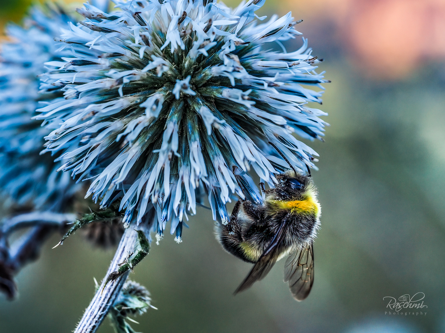 HUMMEL AUF DISTELBLÜTE