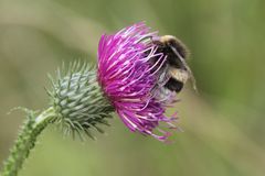 Hummel auf Distelblüte