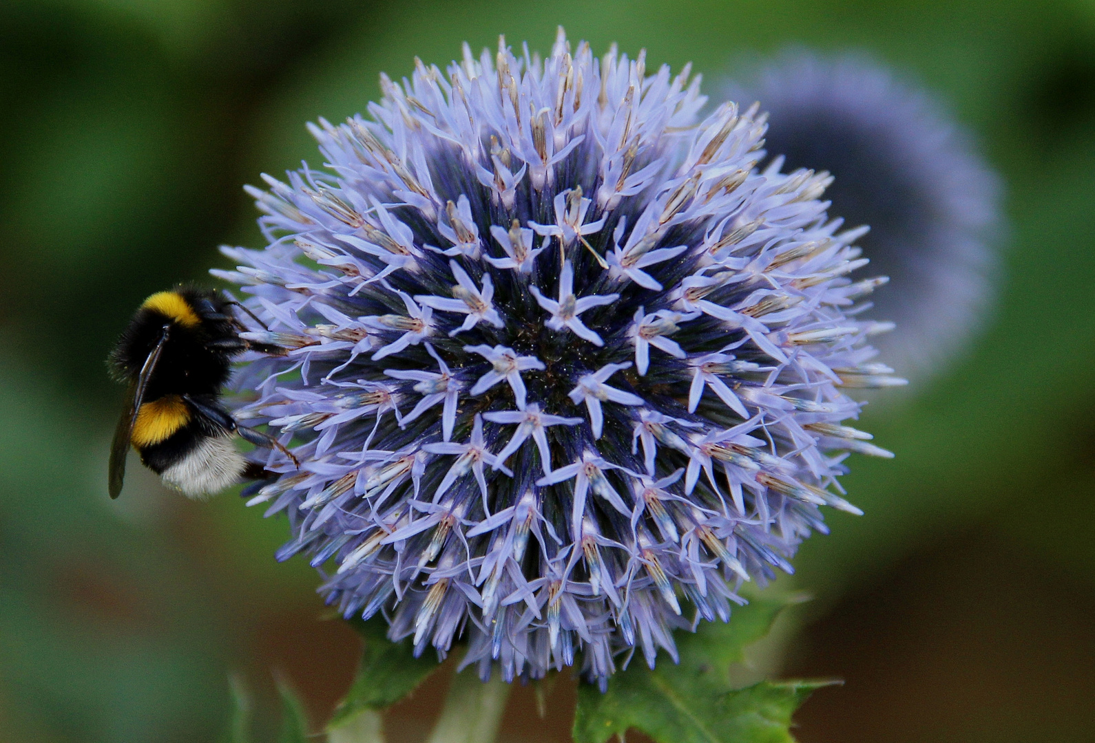 Hummel auf Distelblüte