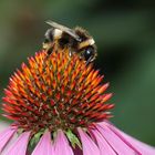 Hummel auf Echinacea