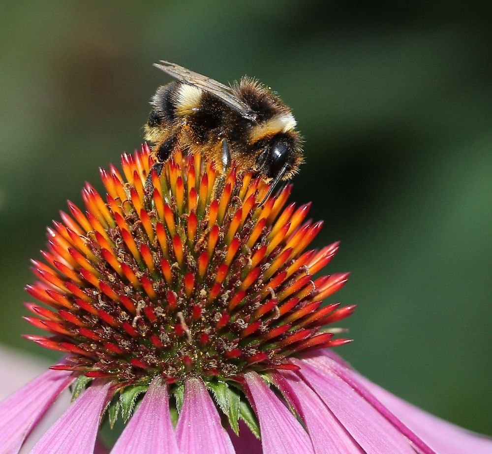 Hummel auf Echinacea