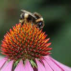 Hummel auf Echinacea