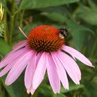 Hummel auf Echinacea