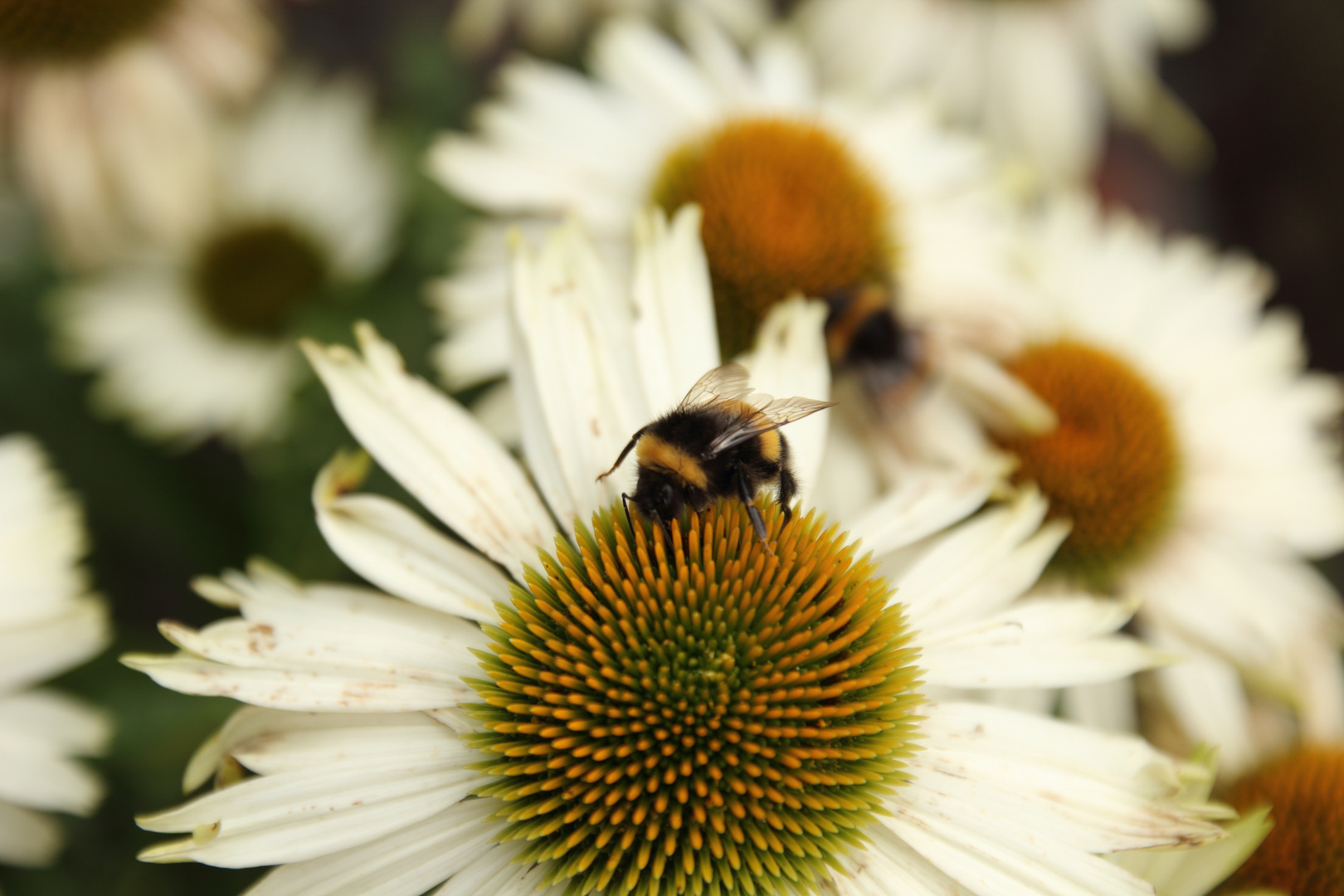 Hummel auf Echinacea