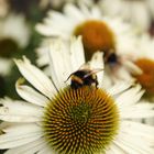 Hummel auf Echinacea