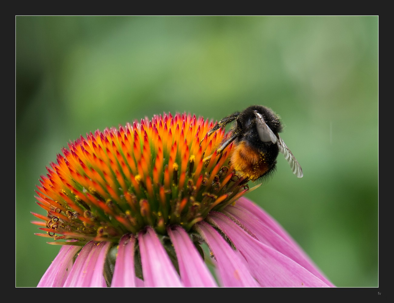 Hummel auf Echinacea