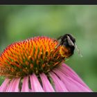 Hummel auf Echinacea