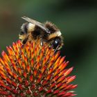 Hummel auf Echinacea-Blüte