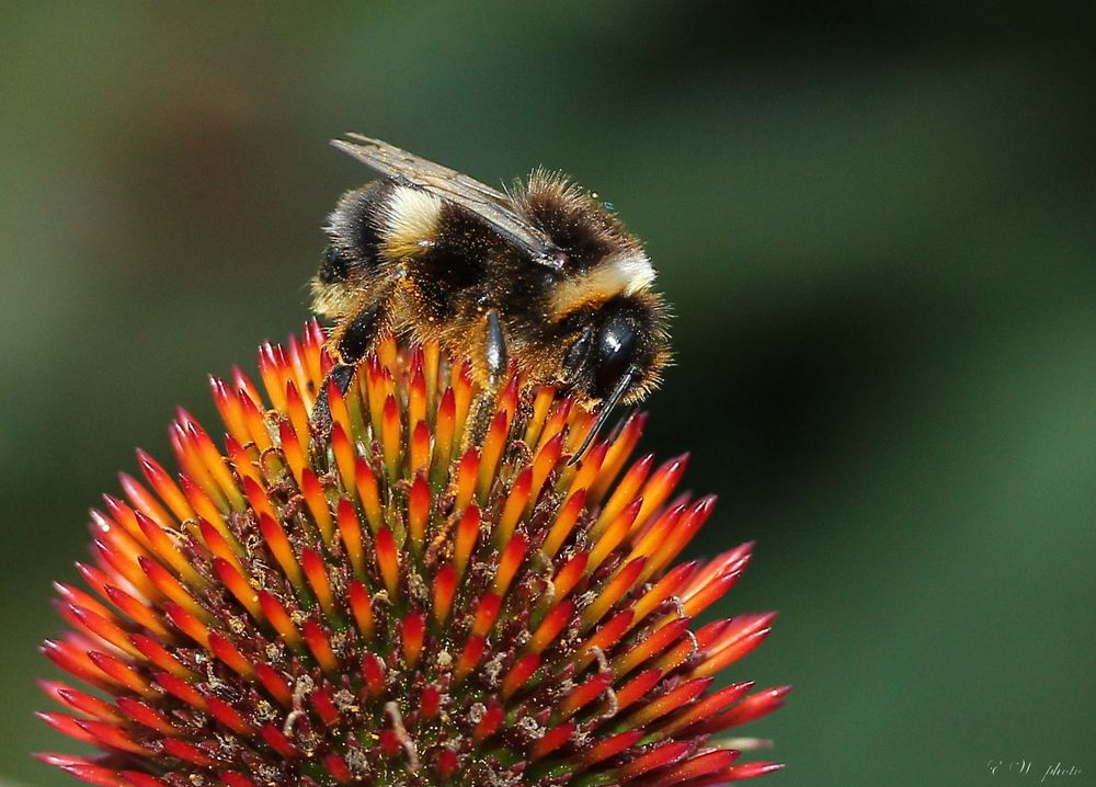 Hummel auf Echinacea-Blüte