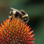 Hummel auf Echinacea-Blüte