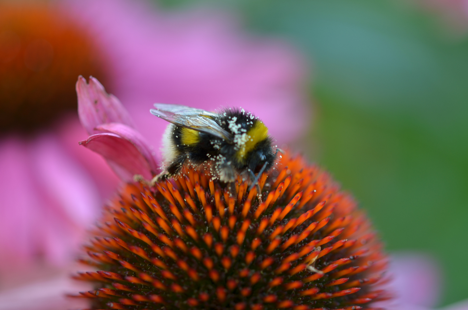 Hummel auf Echinacia